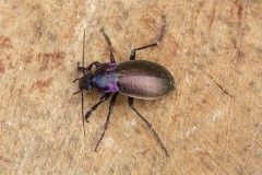 Carabus nemoralis, Woodside Nurseries, Austerfield.