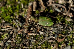 Cicindella campestris - Green Tiger Beetle, Hatfield