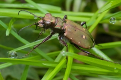 Cicindella campestris - Green Tiger Beetle, Hatfield