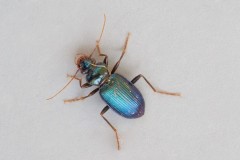 Leistus spinibarbus, Woodside Nurseries, Austerfield.