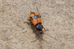 Panagaeus cruxmajor, Woodside Nurseries, Austerfield.