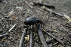 Cychrus caraboides - Snail Eating Ground Beetle, Lindrick Common