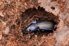 Carabus violaceus - Violet Ground Beetle, Sherwood Forest