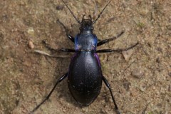 Carabus violaceus - Violet Ground Beetle, Woodside Nurseries, Austerfield.