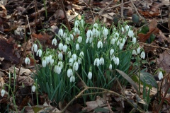 Snowdrops