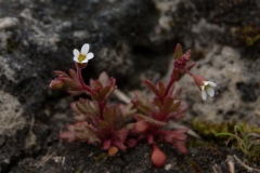 Rue-leaved saxifrage