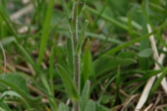 Arabis hirsuta