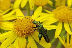 Oedemera nobilis