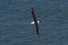 Black-browed Albatross