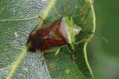 Birch Shieldbug (XElasmostethus interstinctus), Howell Wood.