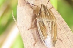 Bishop’s Mitre (Aelia acuminata), RSPB St. Aidan’s .