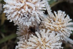 Burdock burrs turned into tree baubles