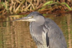 Grey Heron (Ardea cinerea), Denaby Ings.