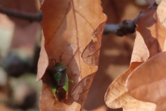 Hawthorn Shieldbug.