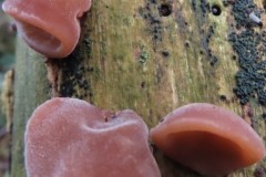 Jelly Ear fungus, (Auricularia auricula-judae), on Elder