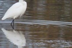 Little Egret (Egretta garzetta), Potteric Carr.