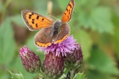 Small Copper (Lycaena phlaeas),. Clumber Park.