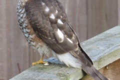 Sparrowhawk (Accipiter nisus).