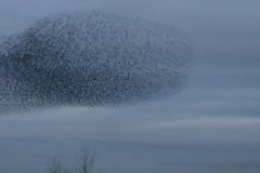 Starling mumuration.