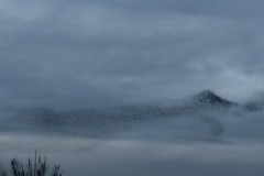 Starling mumuration.