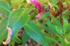 Trioza centranthi on Red Valerian.