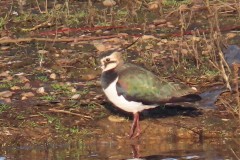 Lapwing (Vanellus vanellus), Washlands