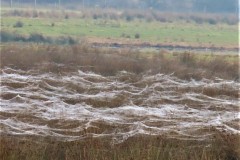 Layers of spider webs. RSPB Adwick Washlands.