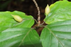 Midge Gall, (Mikiola fagi).