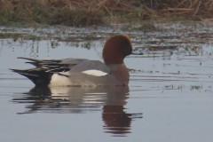 Wigeon (Anas penelope), Washlands