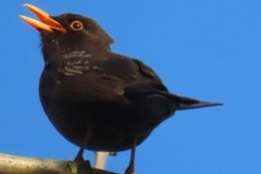 Blackbird