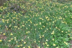 Wild-Daffoldils-2