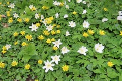 Wood-Anemone