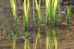 Yellow-Flag-Iris