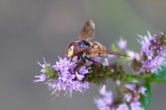 Volucella zonaria