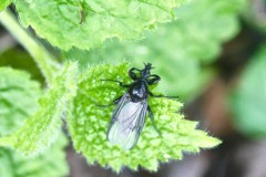 Unknown Fly