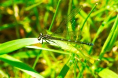 Unknown Damselfly, Old Moor.