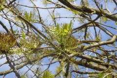 Ash (Fraxinus excelcior), Grove Park, Doncaster