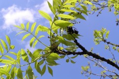 Ash (Fraxinus excelsior), Grove Park, Doncaster