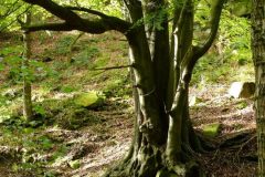 Beech (Fagus sylvatica), Grindleford, Derbyshire