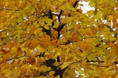 Beech (Fagus sylvatica), Sandal Beat Wood, Doncaster