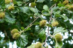 Beech (Fagus sylvatica), Sandal Beat Wood, Doncaster