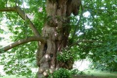 Sweet Chestnut (Castanea sativa), Cusworth