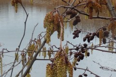 Alder (Alnus glutinosa), Old Moor