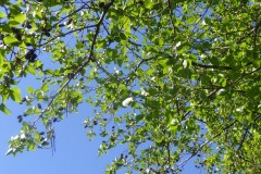 Italian Alder (Alnus cordata), Lakeside, Doncaster