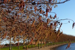 Italian Alder (Alnus cordata), Lakeside, Doncaster