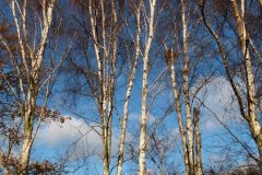 Silver Birch (Betula pendula), Sandal Beat Wood, Doncaster