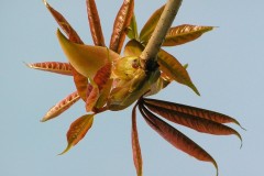 Horse Chestnut (Aesculus hippocastanum), Bamford, Derbyshire