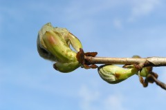 Horse Chestnut (Aesculus hippocastanum), Bamford, Derbyshire