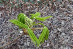 Horse Chestnut (Aesculus hippocastanum), Wentworth