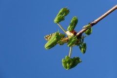 Horse Chestnut (Aesculus hippocastanum), Wentworth